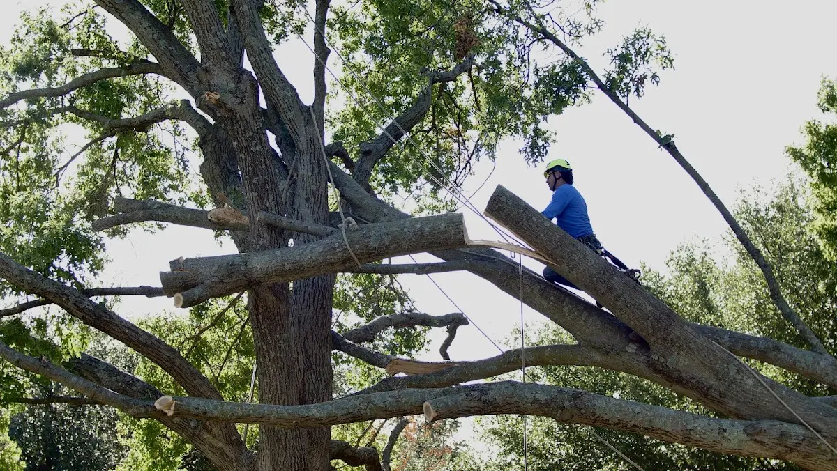 Professional Crown Thinning performed by certified arborists in Dyke