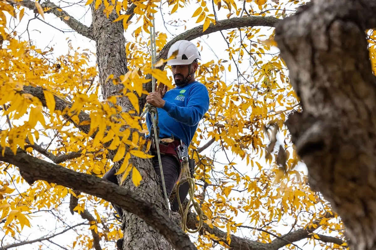 Skilled Storm Damage Cleanup crew working in Dyke