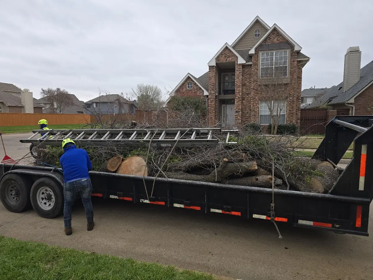 Expert Tree Removal with proper safety equipment in Dyke